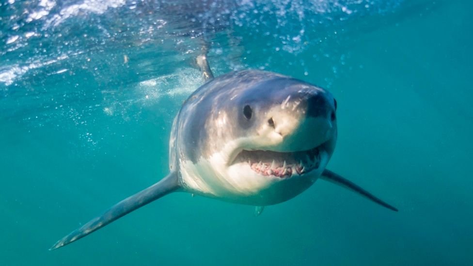 Heatwave Beachgoers Face Shark Alerts: Uncommon Whale Shark Sighting Adds to Cape Town’s Coastal Drama