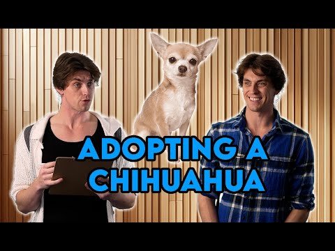 Adopting a Chihuahua