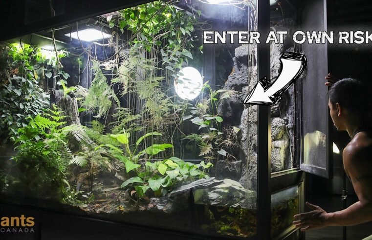 Journey Into My Giant Rainforest Vivarium