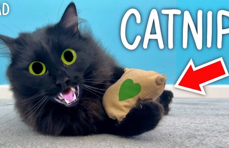 Testing Crazy Catnip Products!