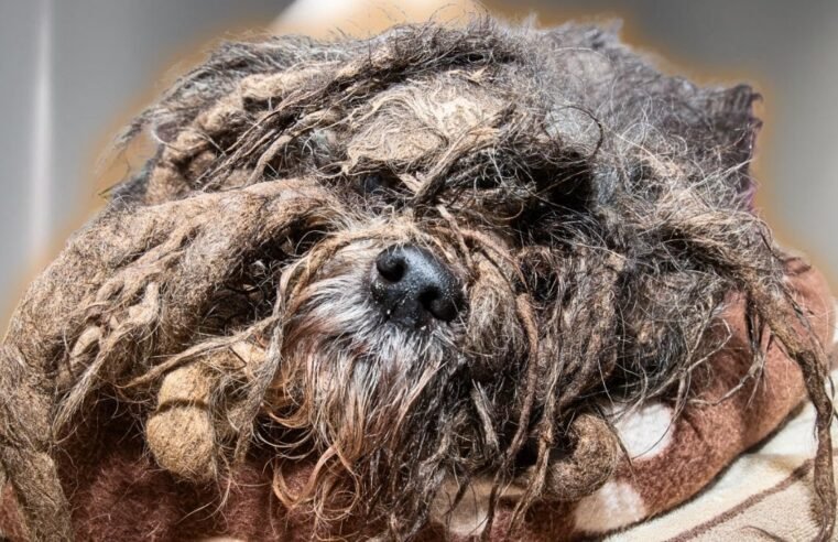 The WORST dog matting I have ever seen in my 13 years as a pet groomer | EXTREME transformation