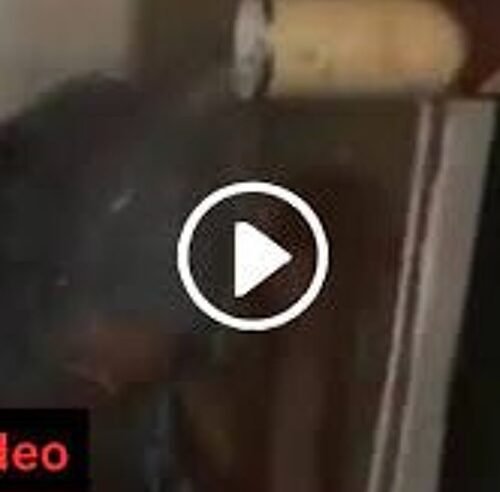 zanzou video trending video zanzou night club zanzou club pretoria x twitter South Africa Full++