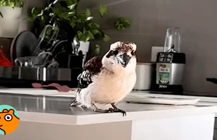 2 Kookaburra Parents Visit Woman Every Day And Bring Their Babies | Cuddle Buddies