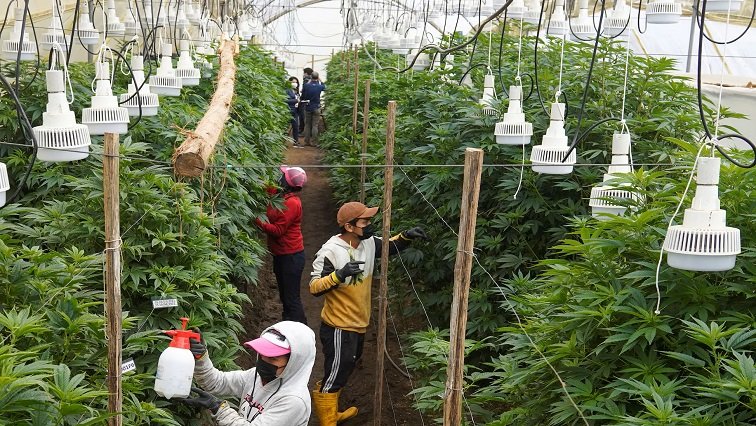 President wants wider consultation on cannabis food products ban – SABC News