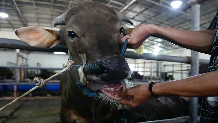 Farmers urge Govt intervention as foot-and-mouth spreads in KZN – SABC News