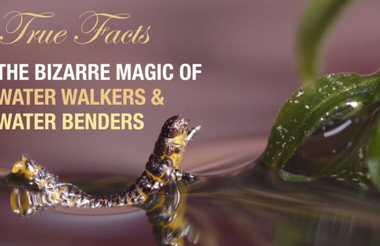 True Facts: The Bizarre Magic of Water Walkers
