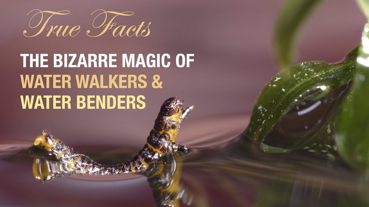 True Facts: The Bizarre Magic of Water Walkers