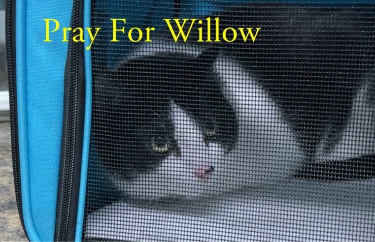 Update On Willow. She’s Been Struggling!