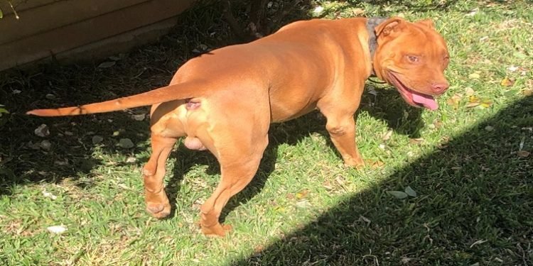 [Sensitive Content] Pit bull mauls 10-year-old girl in Northern Cape – SABC News