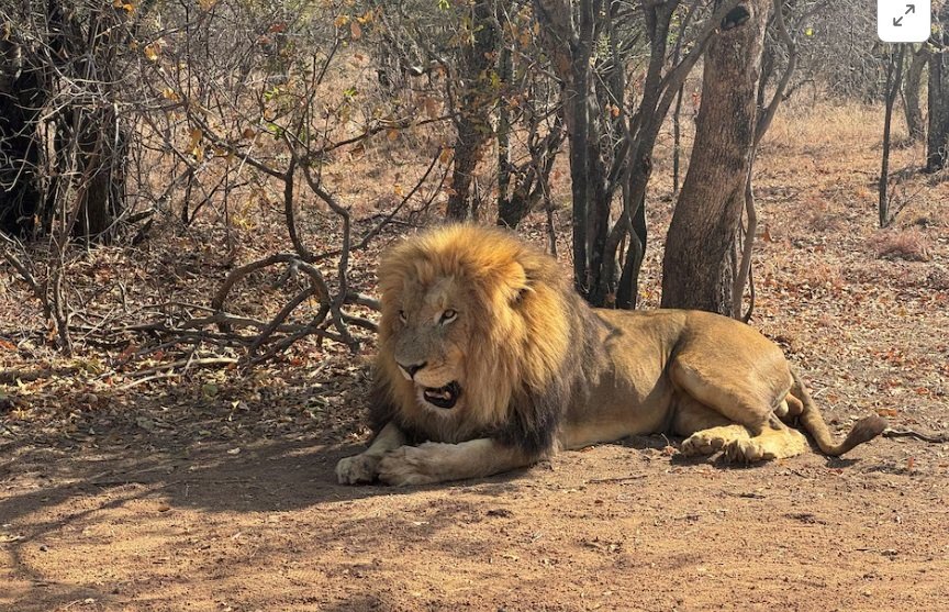 Bushbuckridge community raises alert on lions on the loose – SABC News
