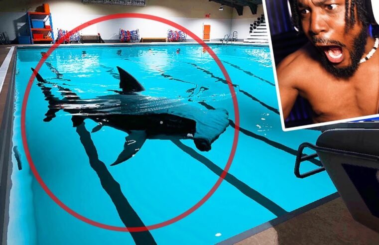 MY DEEPEST FEAR. There’s a SHARK in the POOL [Sharks And Minnows]