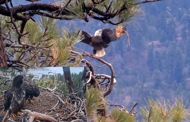 Close Call❗️⚔Hawk & Ravens Strafe Jackie & Shadow✈️Sunny & Gizmo Take Notes👀@FOBBVCAM 2025-05-05
