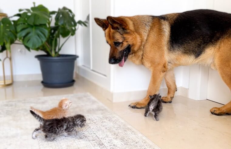 Tiny Kittens Attack This Big German Shepherd… With Love 🥹❤️