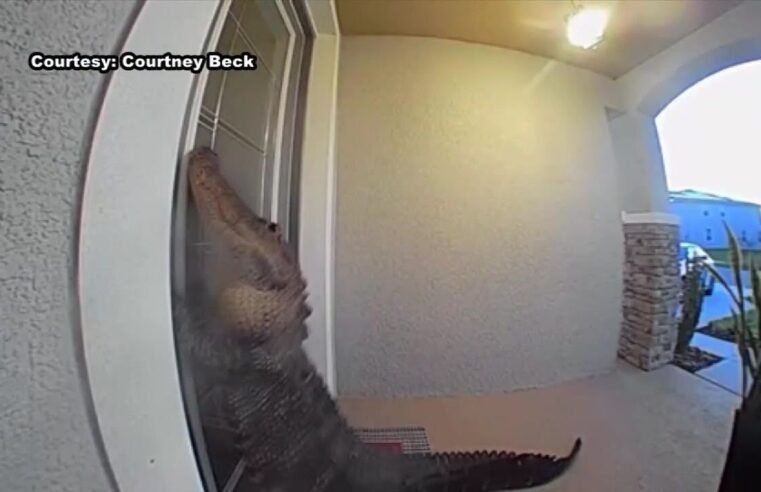 Too close for comfort: Gators seen scratching and knocking on front doors of 3 Florida homes
