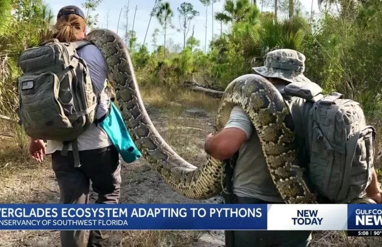 Apex predator found dead; Is the Everglades fighting back against Burmese pythons?