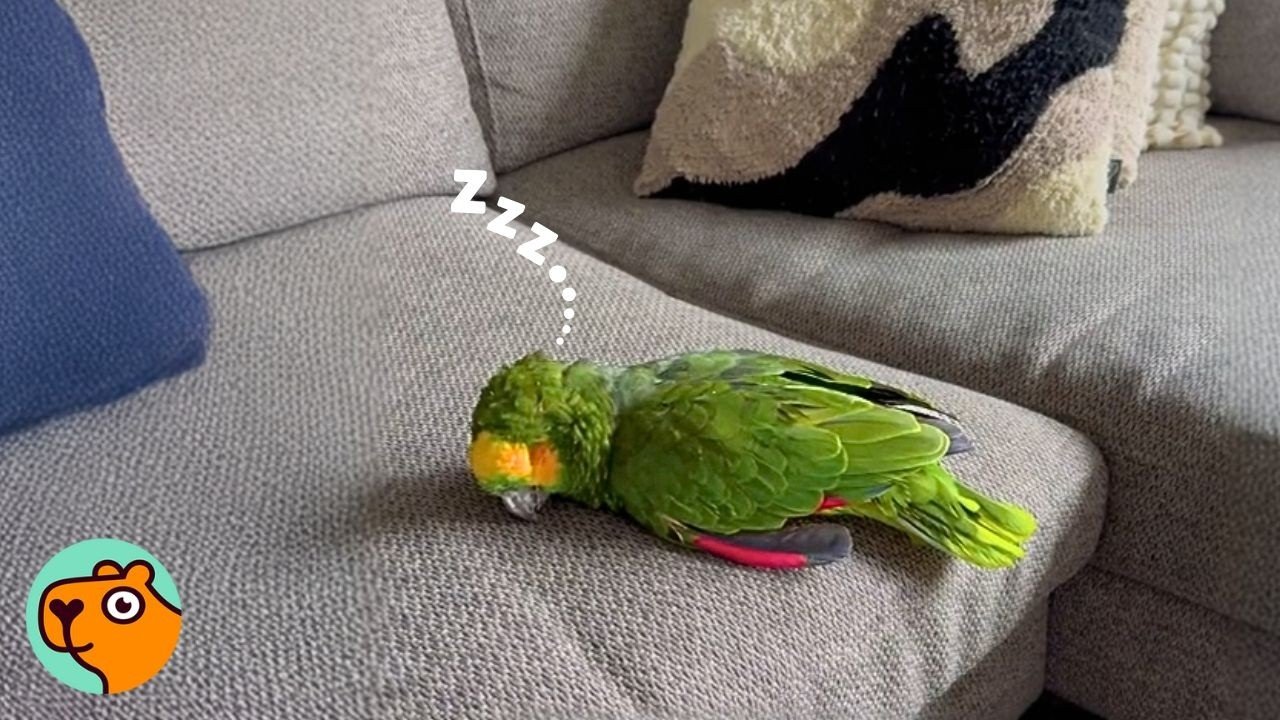 84 Year Old Parrot Hasn’t Smiled Since 1940s | Cuddle Buddies