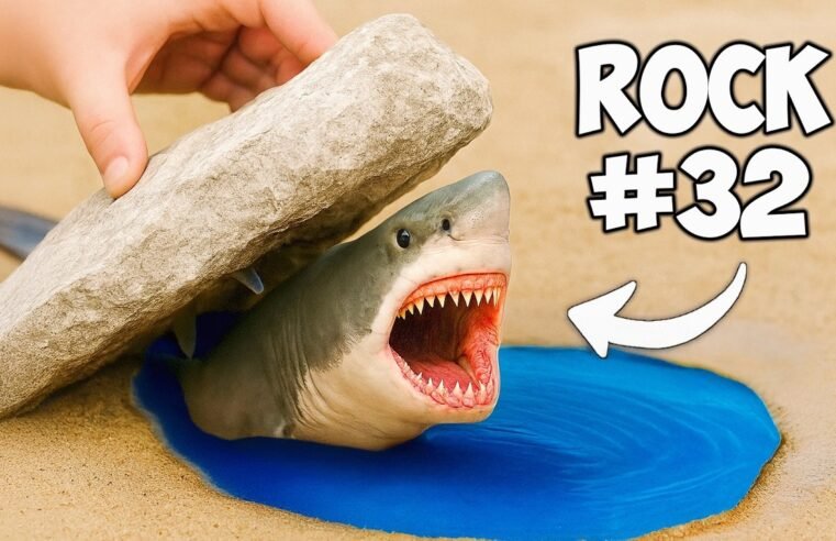 I Flipped 100 Beach Rocks, Here’s What I Found