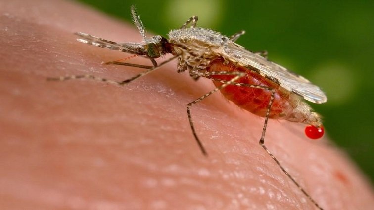 Mpumalanga’s malaria cases down compared to last financial year – SABC News
