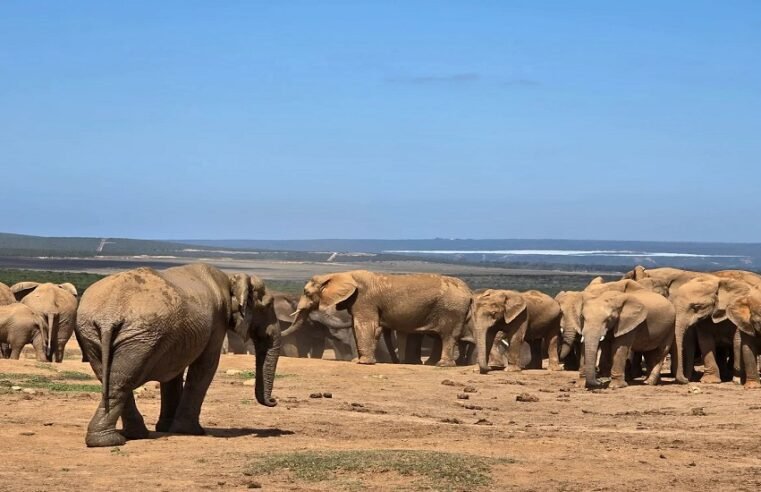 42 elephants successfully relocated to Kabouga – SABC News
