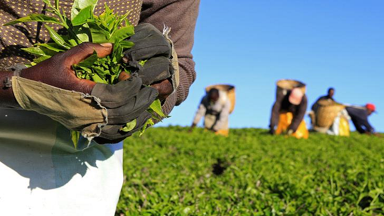 Limpopo farmers hit hard by fuel levy hike – SABC News