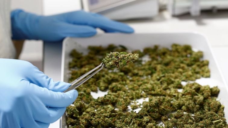 Cannabis business owners want more collaboration with government – SABC News