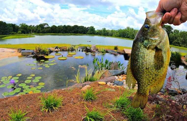 Adding Crappie to the 5 Acre Pond!