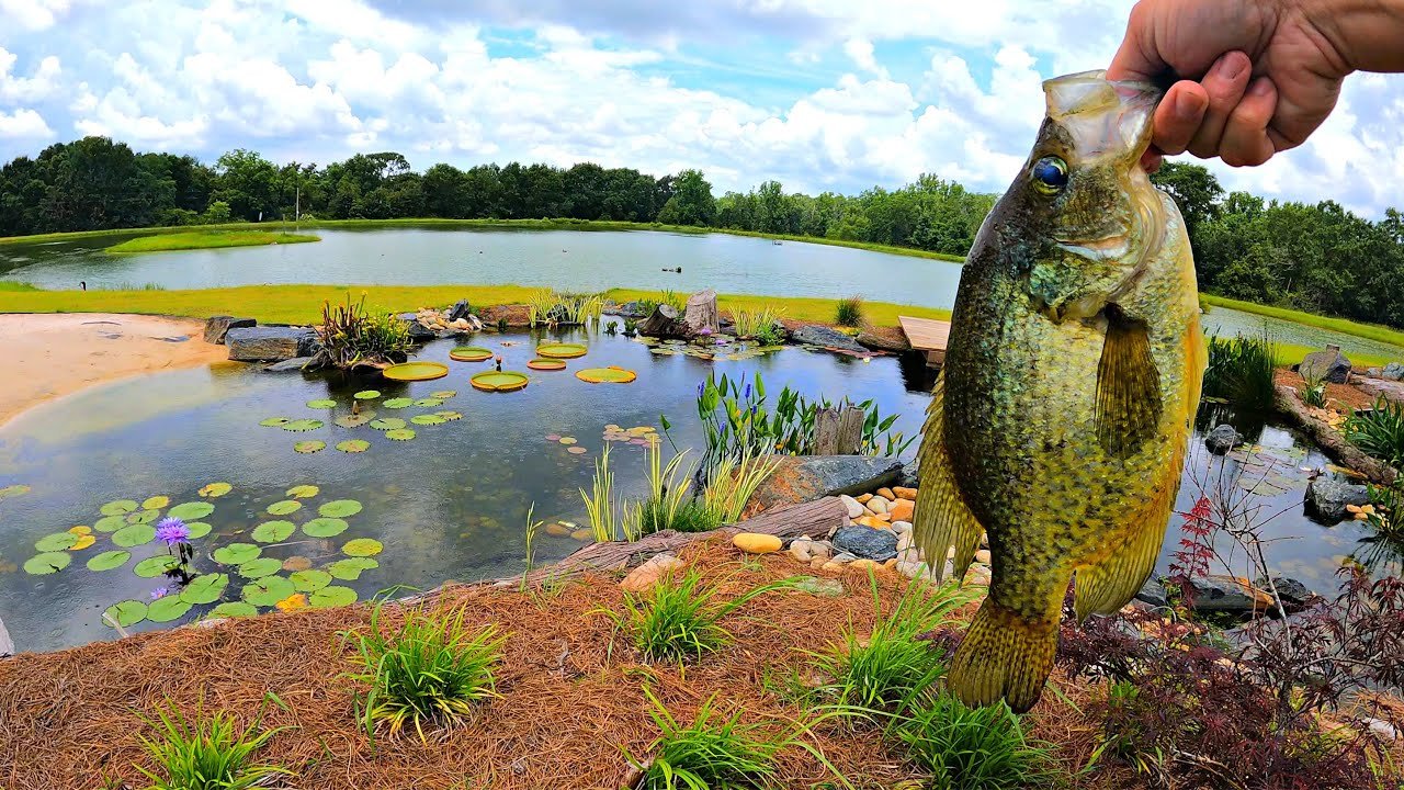 Adding Crappie to the 5 Acre Pond!