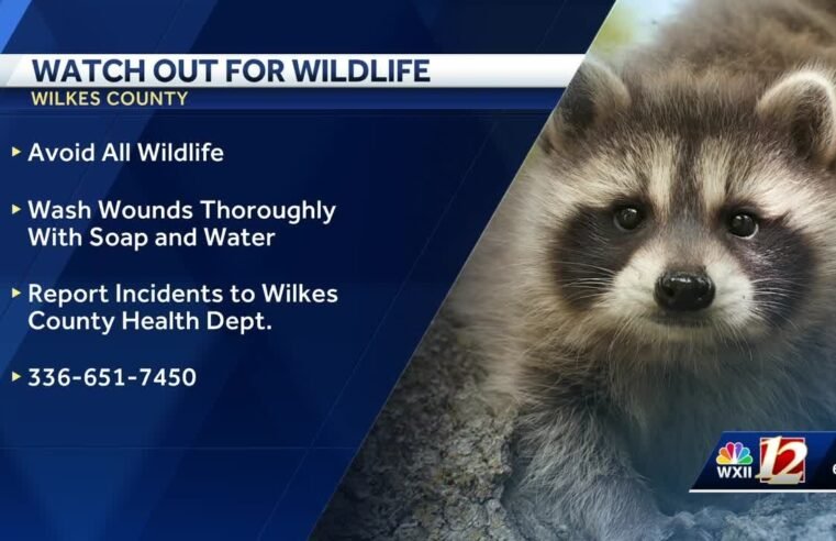 Rabid fox attacks two people on greenway near West Park, North Wilkesboro officials say