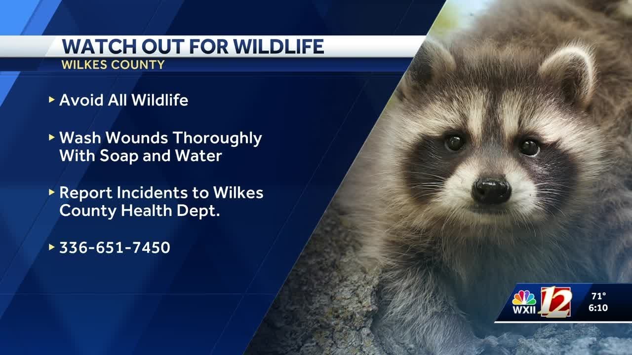 Rabid fox attacks two people on greenway near West Park, North Wilkesboro officials say
