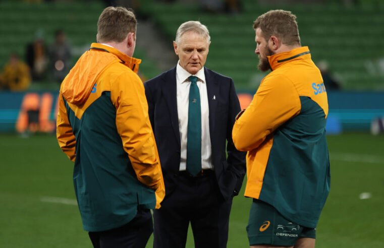 Wallabies wary of wounded Lions