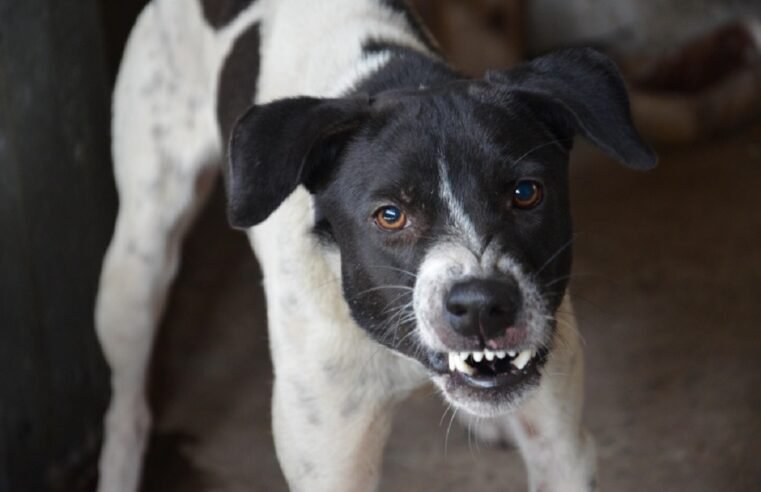 City of eThekwini ramps up rabies’ vaccinations – SABC News
