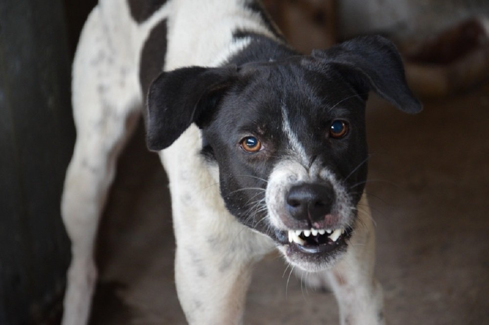 City of eThekwini ramps up rabies’ vaccinations – SABC News