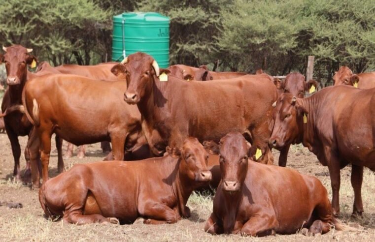 Young NW farmers hopeful of becoming stud breeders