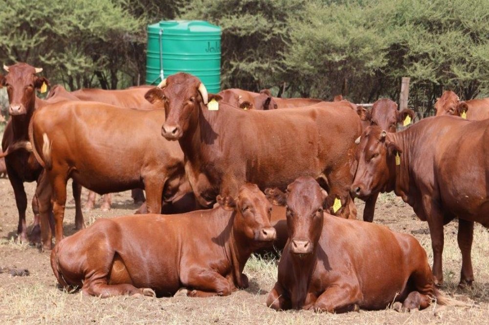 Young NW farmers hopeful of becoming stud breeders