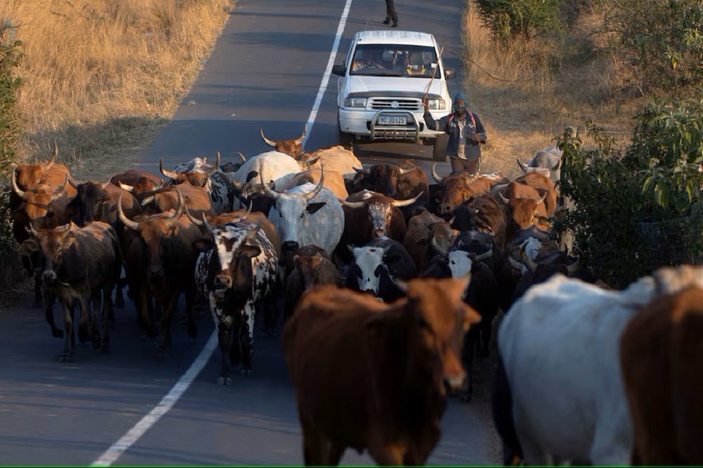 Calls for stronger action on foot-and-mouth outbreak – SABC News