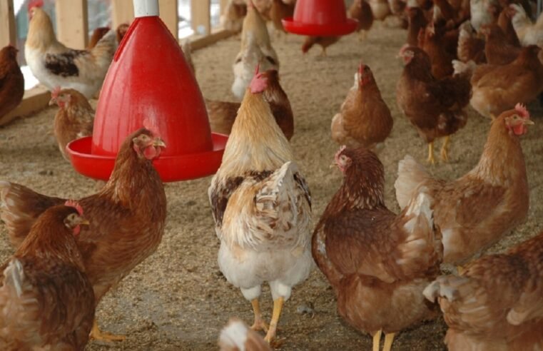 SAMPA welcomes partial lifting of ban on chicken imports from Brazil – SABC News