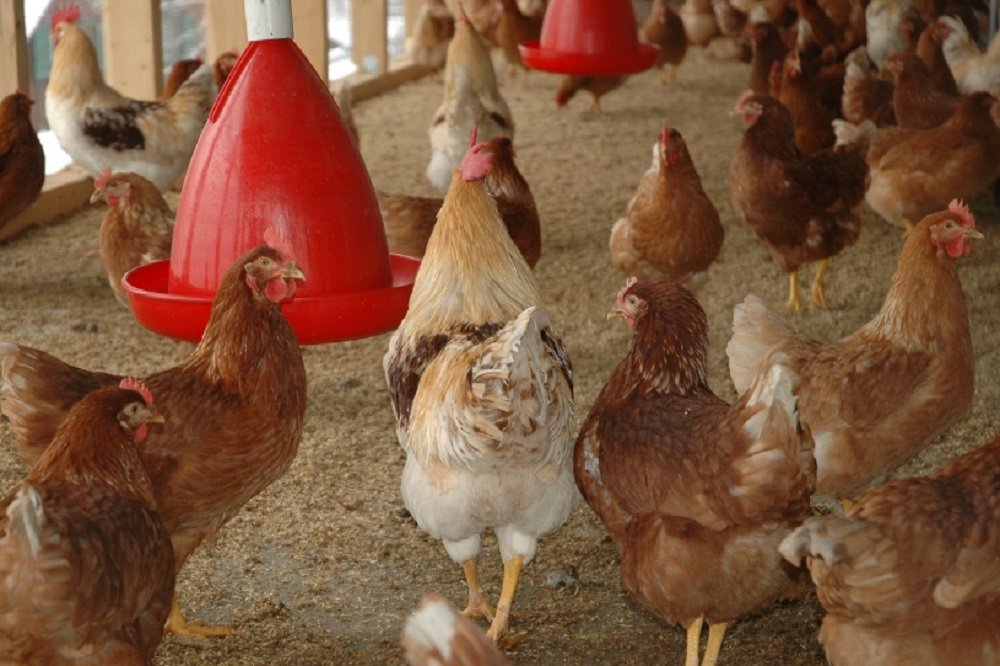 SAMPA welcomes partial lifting of ban on chicken imports from Brazil – SABC News