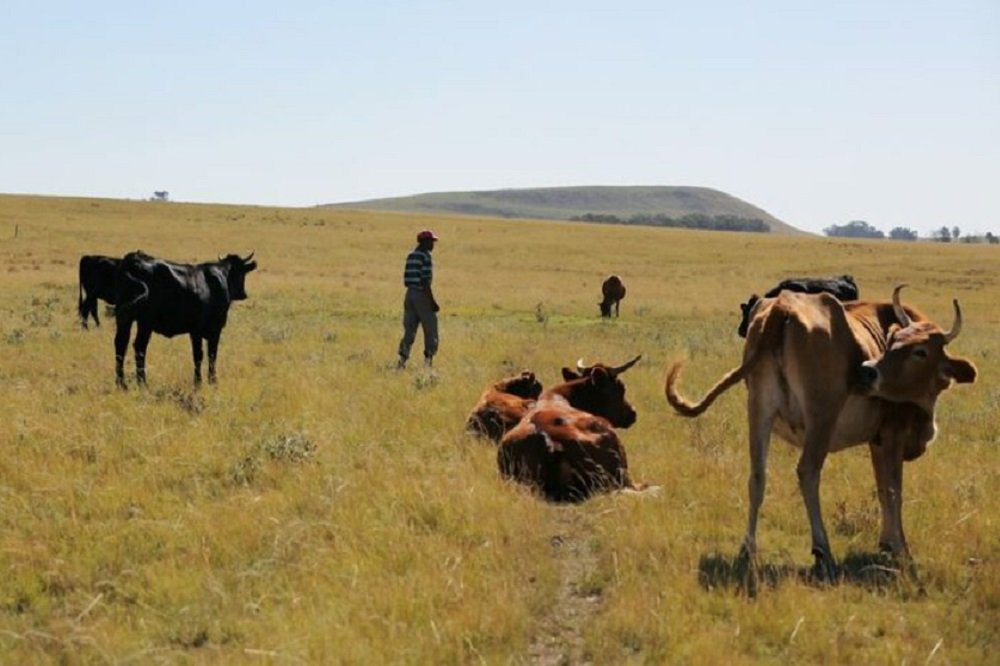Farmers association in Kuruman calls for efforts to curb farm murders – SABC News