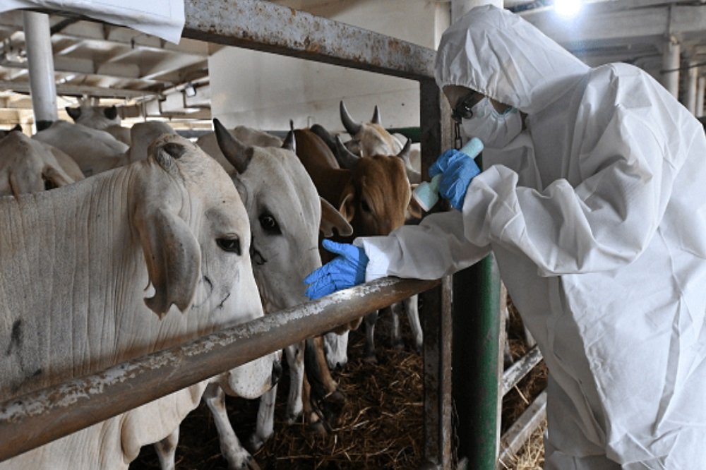 Preventing spread of foot and mouth disease crucial: Steenhuisen – SABC News
