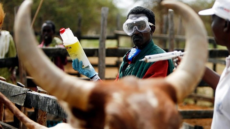 SA adopts new approach to deal with foot and mouth disease – SABC News