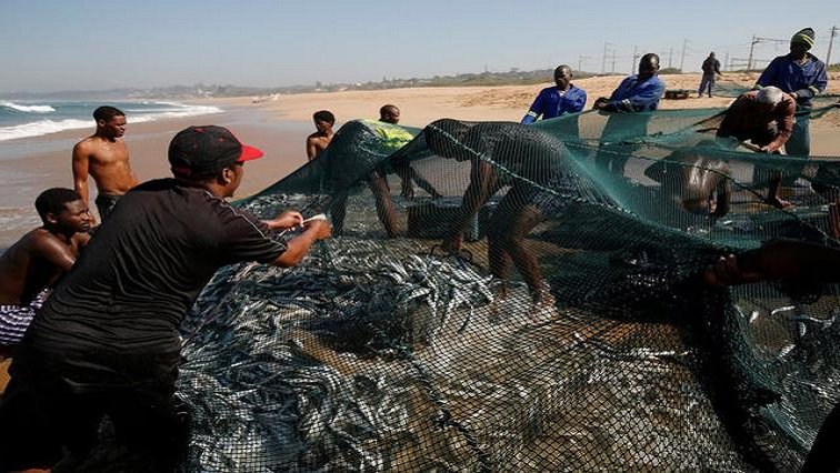 First shoals of sardines netted in KZN – SABC News