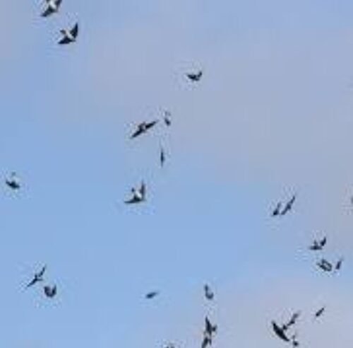 Watching Swallows Dance (returned from South Africa)