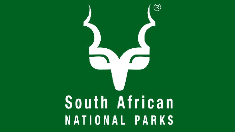 SANParks installs tracking units on vultures after poisoning – SABC News