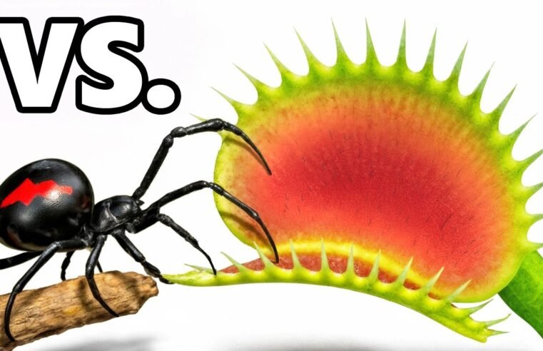 Black Widow vs. Venus Fly Trap
