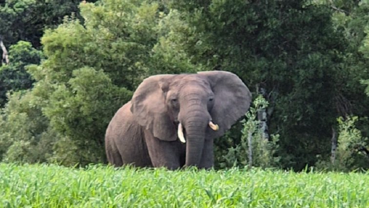 SANParks warns public against tracking Knysna’s surviving elephant – SABC News