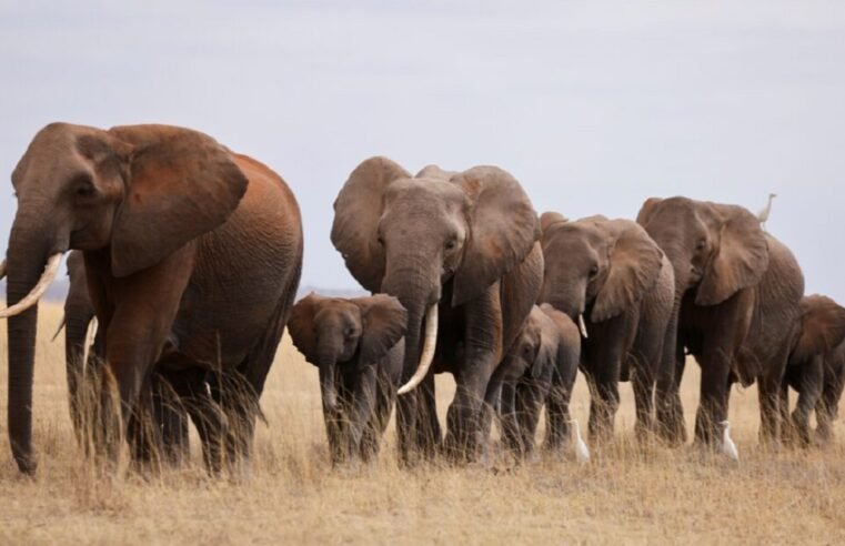 SANDF member dies in suspected elephant trampling incident in Limpopo – SABC News