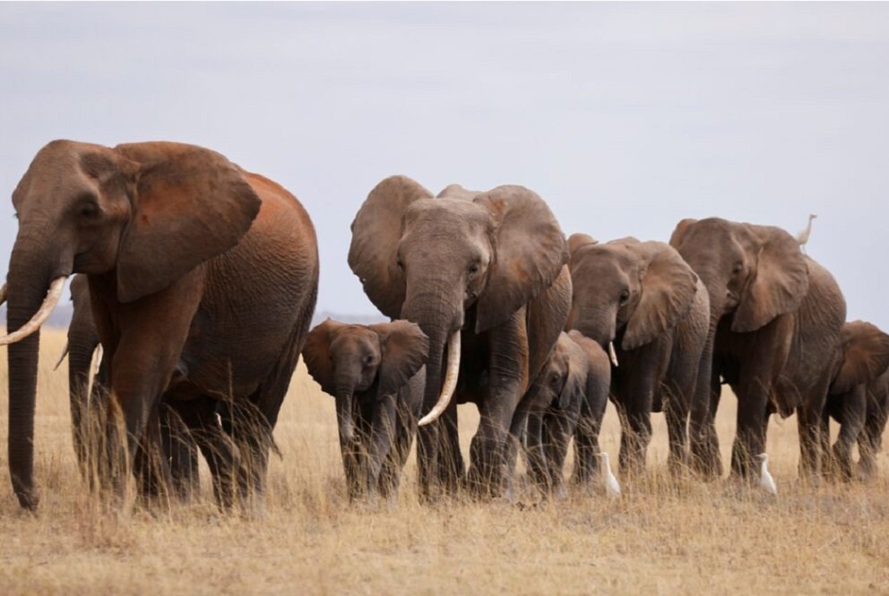 SANDF member dies in suspected elephant trampling incident in Limpopo – SABC News