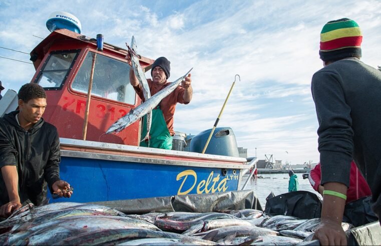 WC fishers say they are battling to survive with fishing exclusions – SABC News