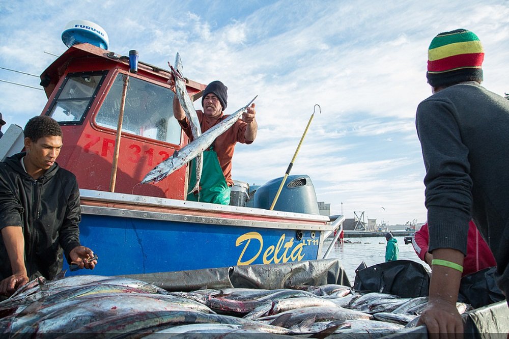 WC fishers say they are battling to survive with fishing exclusions – SABC News
