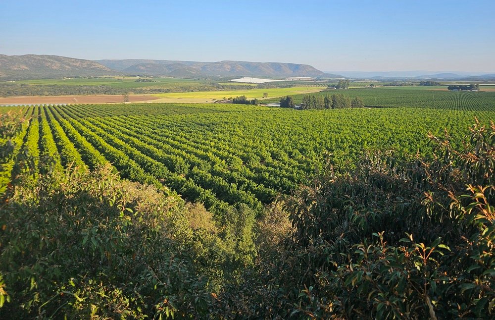 Citrus Growers’ Association asks govt to break trade barriers – SABC News